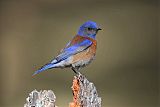 Western Bluebirdborder=