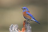 Western Bluebirdborder=