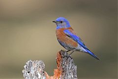 Western Bluebird