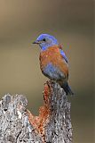 Western Bluebird