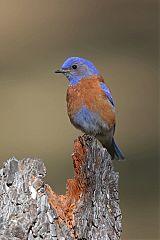 Western Bluebird