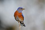 Western Bluebirdborder=