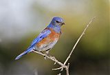 Western Bluebirdborder=