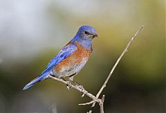 Western Bluebird