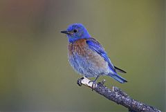 Western Bluebird