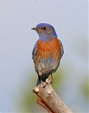 Western Bluebirdborder=