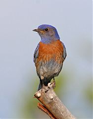 Western Bluebird