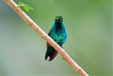 Western Emerald