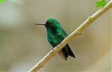 Western Emerald