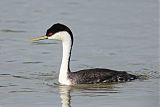 Western Grebe