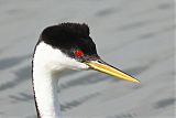 Western Grebe