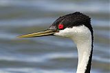 Western Grebe