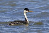 Western Grebe