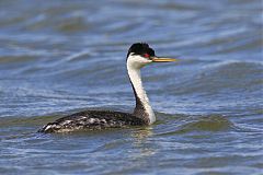 Western Grebe