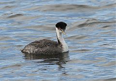 Western Grebe