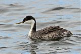 Western Grebe