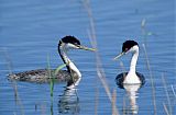 Western Grebe