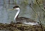 Western Grebe