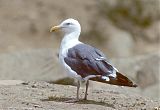 Western Gull