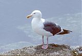 Western Gull