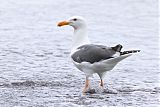 Western Gullborder=