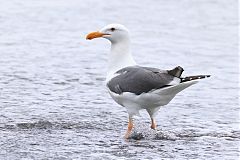 Western Gull