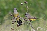 Western Kingbird