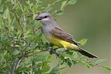 Western Kingbird