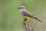 Western Kingbird