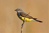 Western Kingbirdborder=