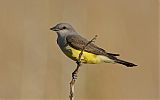 Western Kingbird