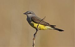 Western Kingbird