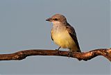 Western Kingbirdborder=