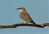 Western Kingbirdborder=