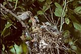 Western Kingbirdborder=