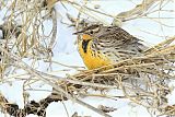 Western Meadowlark