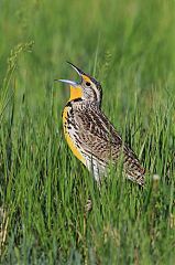 Western Meadowlark