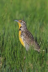 Western Meadowlark