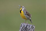 Western Meadowlark