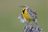 Western Meadowlarkborder=