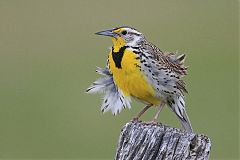 Western Meadowlark