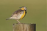 Western Meadowlark