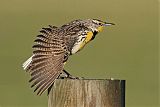 Western Meadowlark