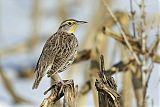 Western Meadowlarkborder=