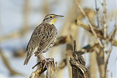 Western Meadowlark