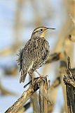 Western Meadowlarkborder=