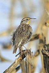 Western Meadowlark