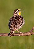 Western Meadowlark