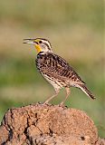 Western Meadowlark