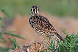 Western Meadowlark